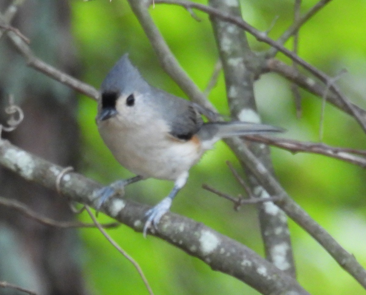 Tufted Titmouse - ML624604454
