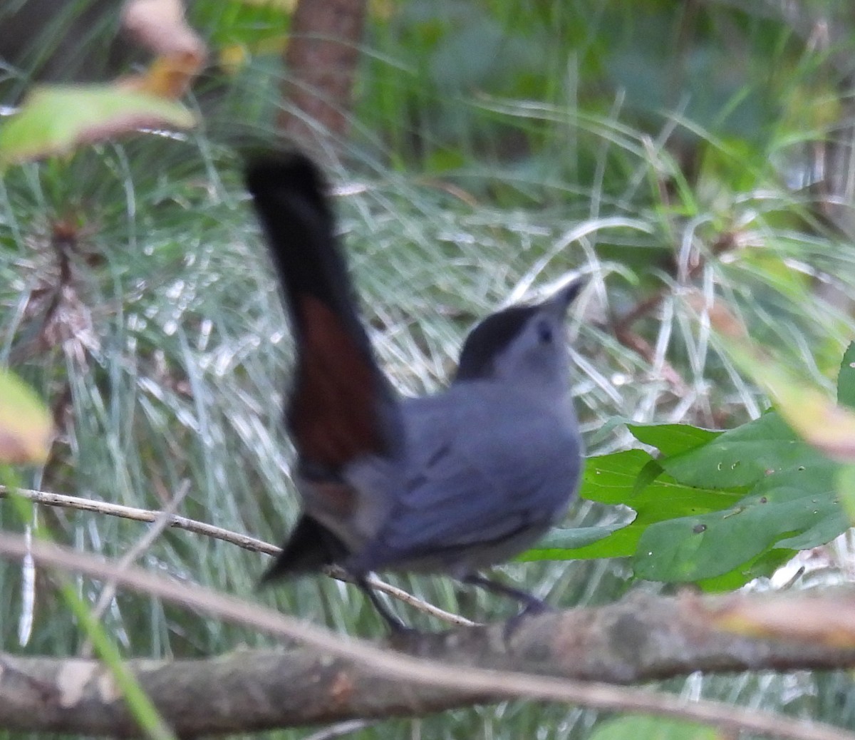 Gray Catbird - ML624604485