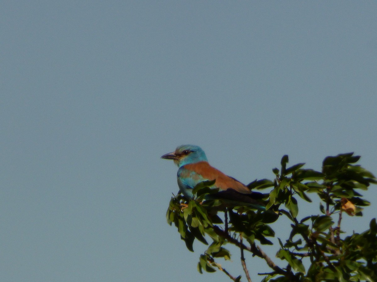 European Roller - ML624604562