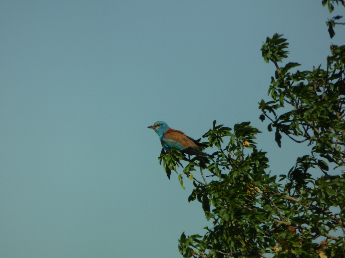 European Roller - ML624604563