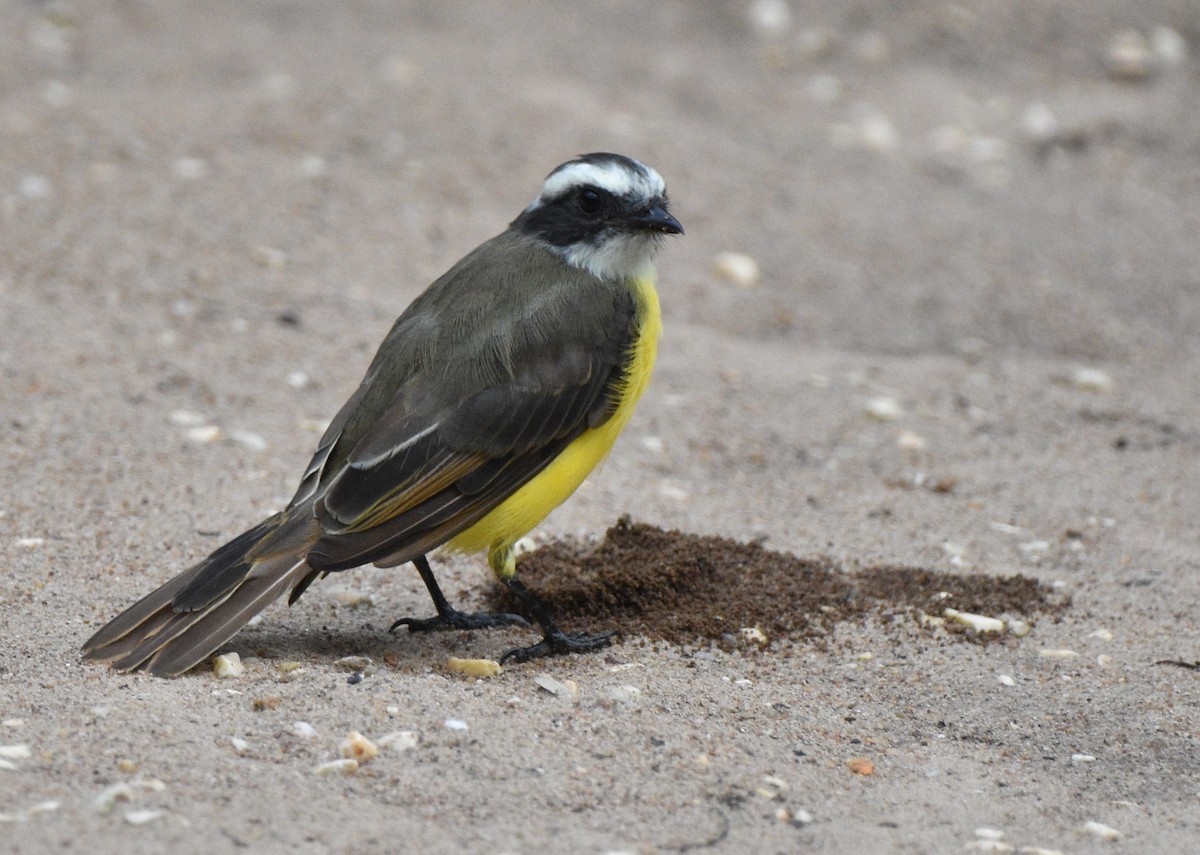 Social Flycatcher - ML624604586
