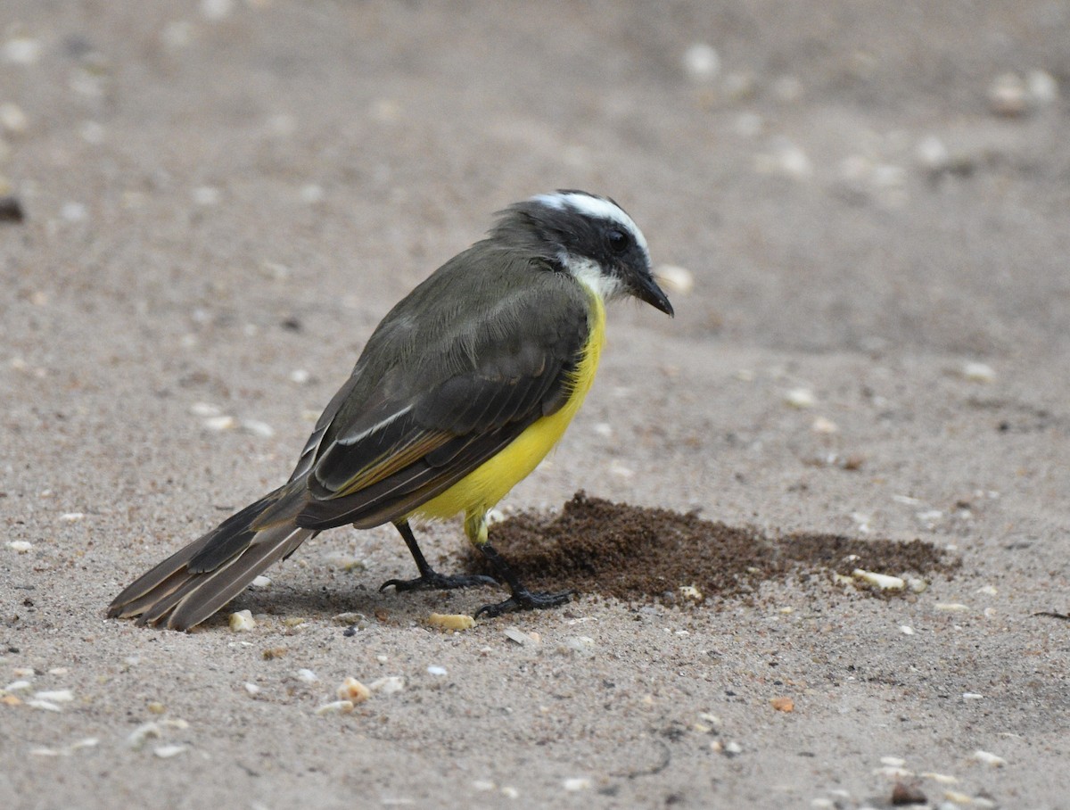 Social Flycatcher - ML624604587
