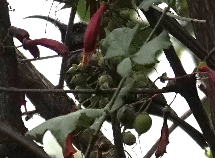 Bronze Sunbird - ML624604675