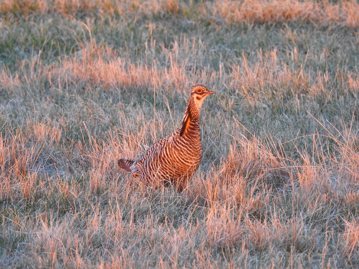 Greater Prairie-Chicken - ML624604759