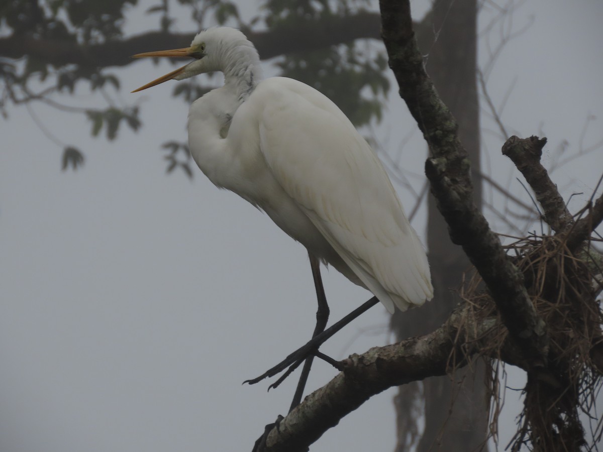Great Egret - ML624604796