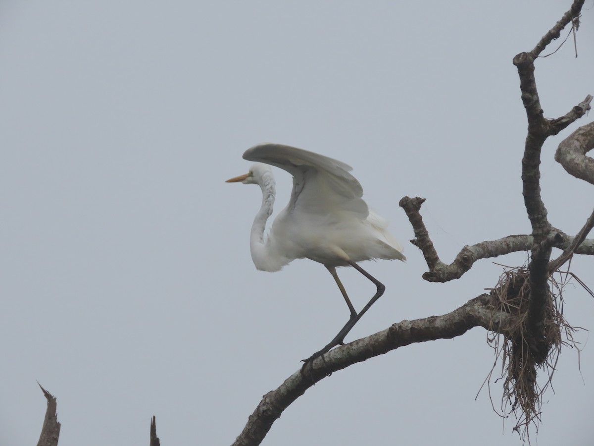 Great Egret - ML624604797