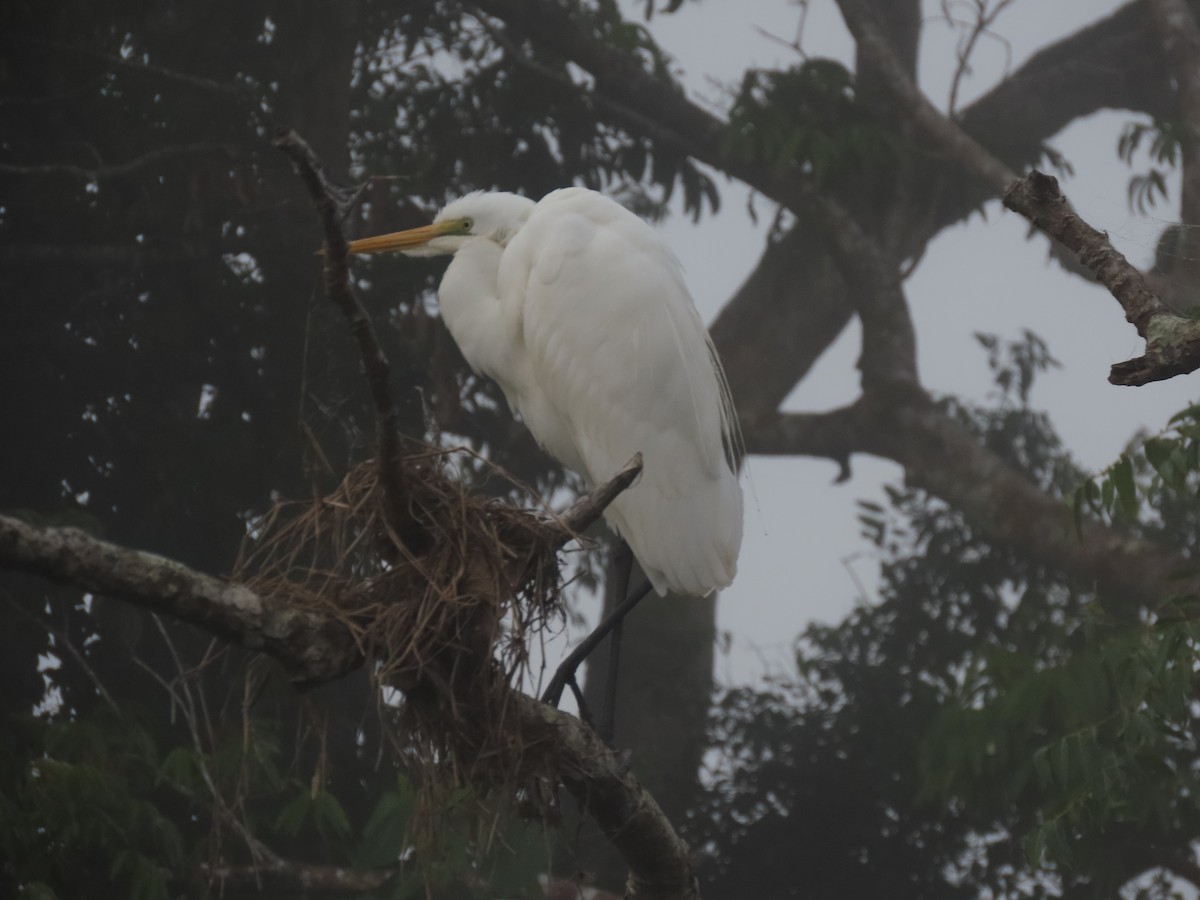 Great Egret - ML624604798