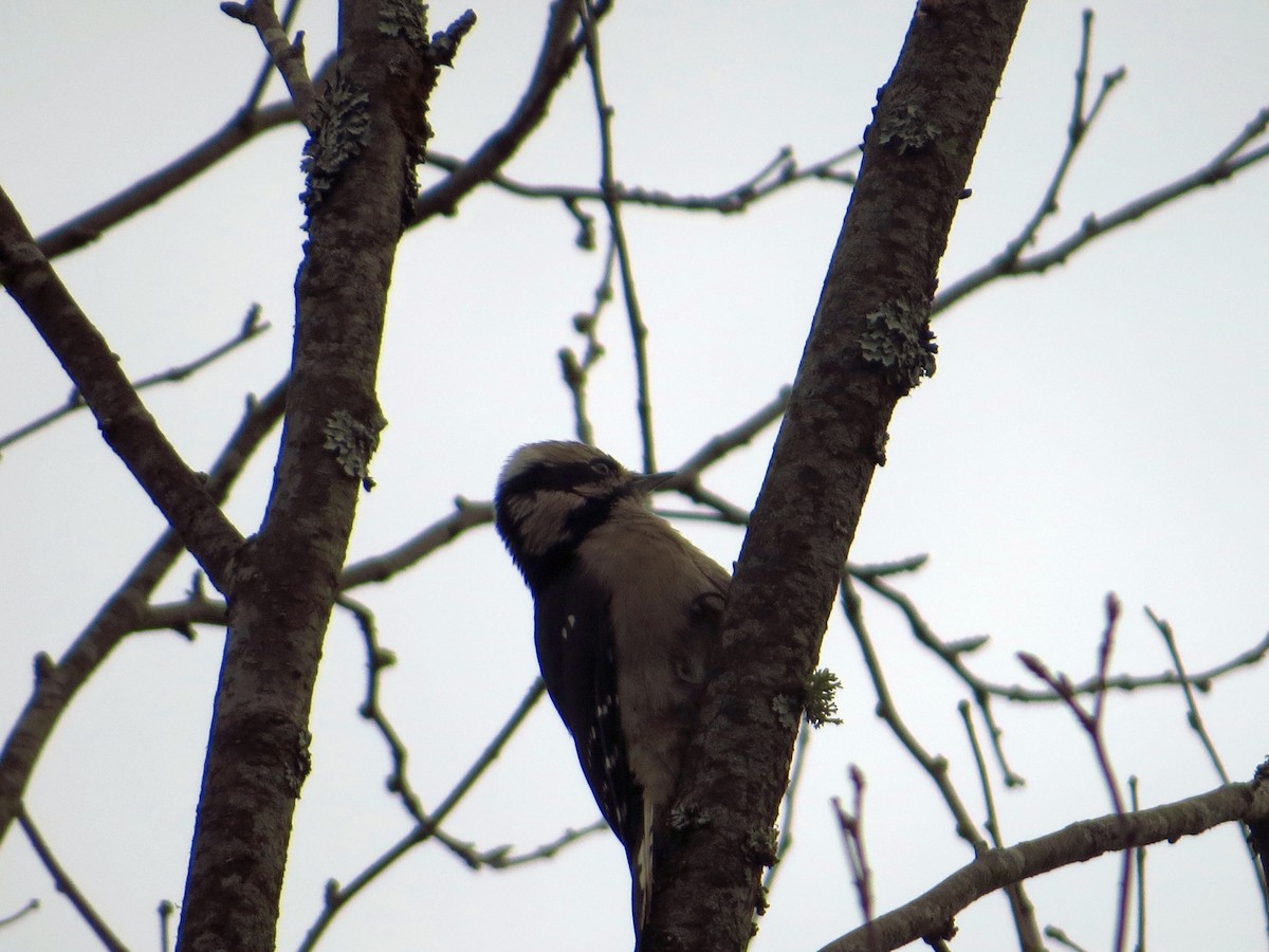 Downy Woodpecker - ML624604855