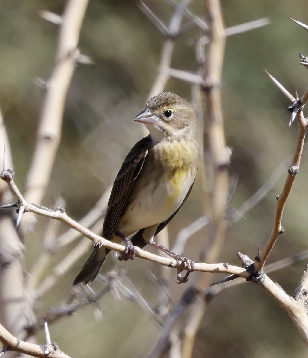 Dickcissel - ML624604958