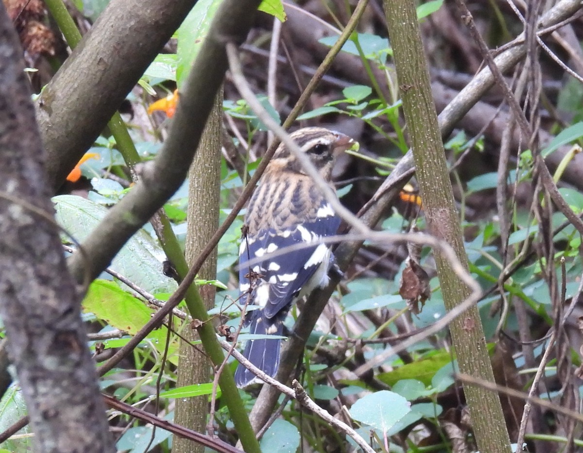 Rose-breasted Grosbeak - ML624605229