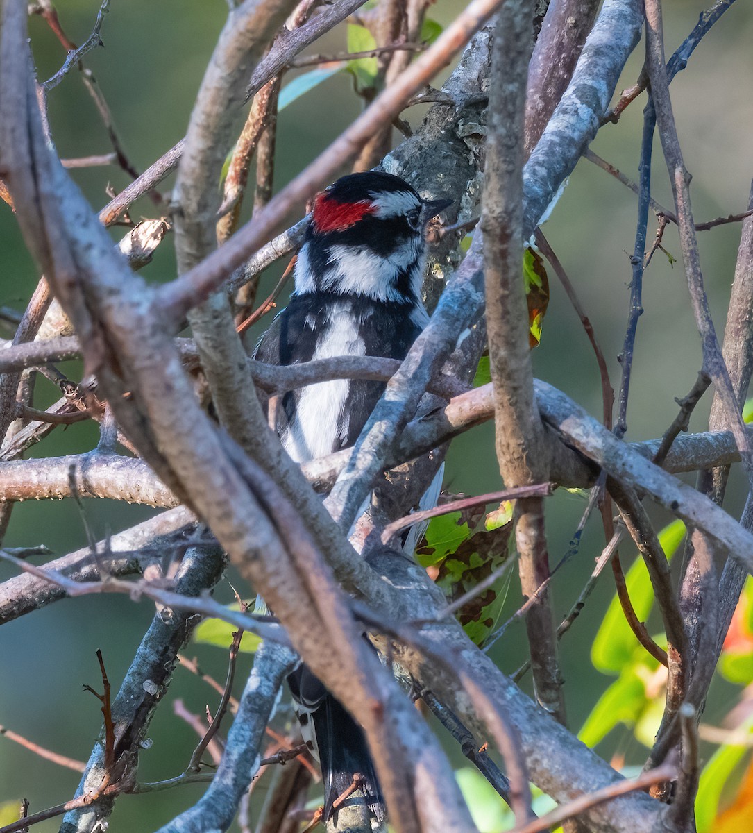 Downy Woodpecker - ML624605268