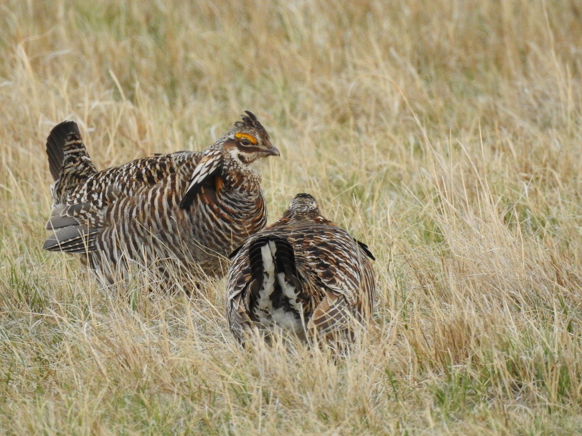 Greater Prairie-Chicken - ML624605323