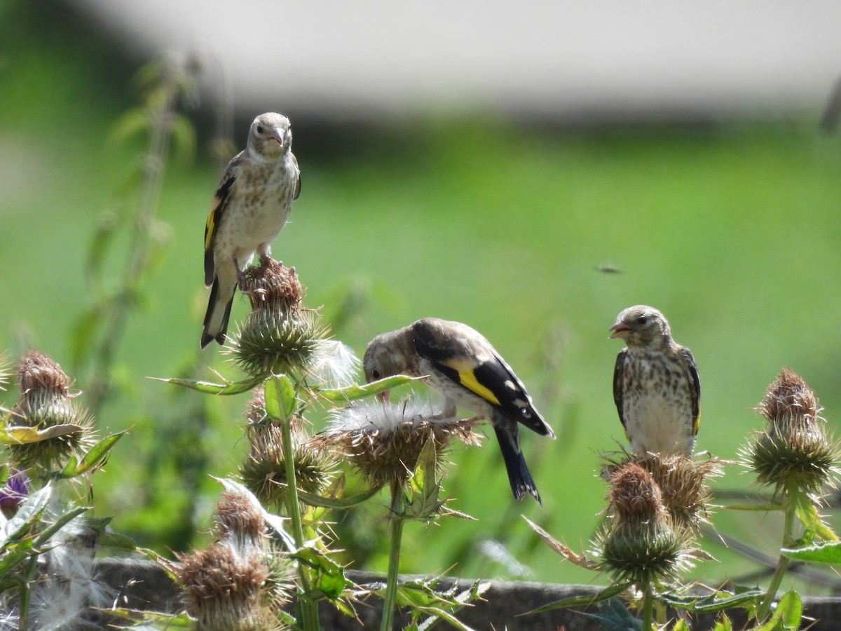 European Goldfinch - Agata Fidos Turkalj