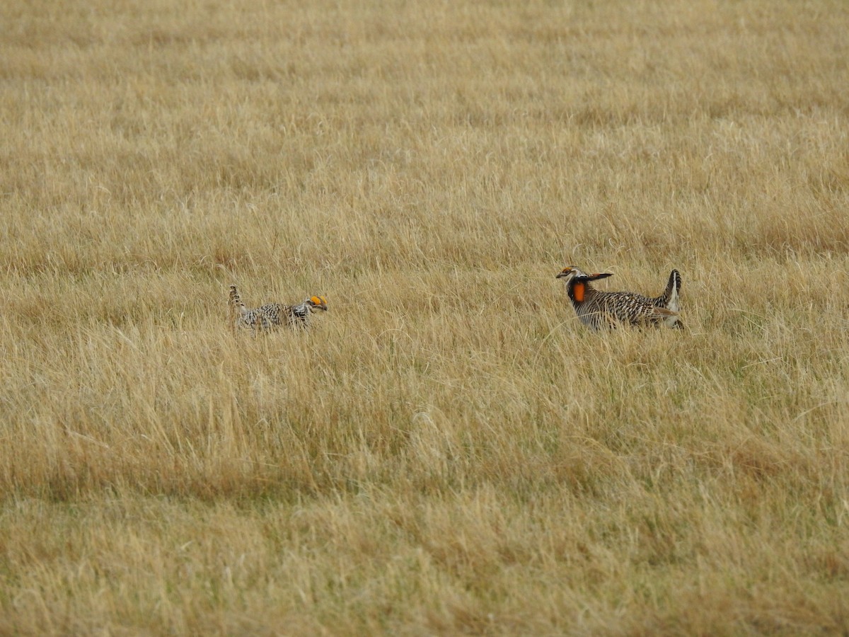 Greater Prairie-Chicken - ML624605371