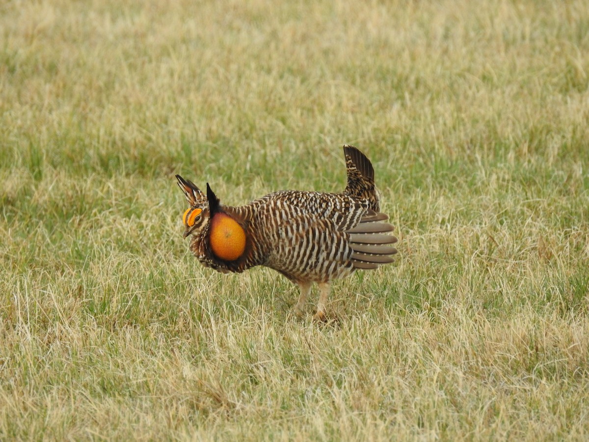 Greater Prairie-Chicken - ML624605448