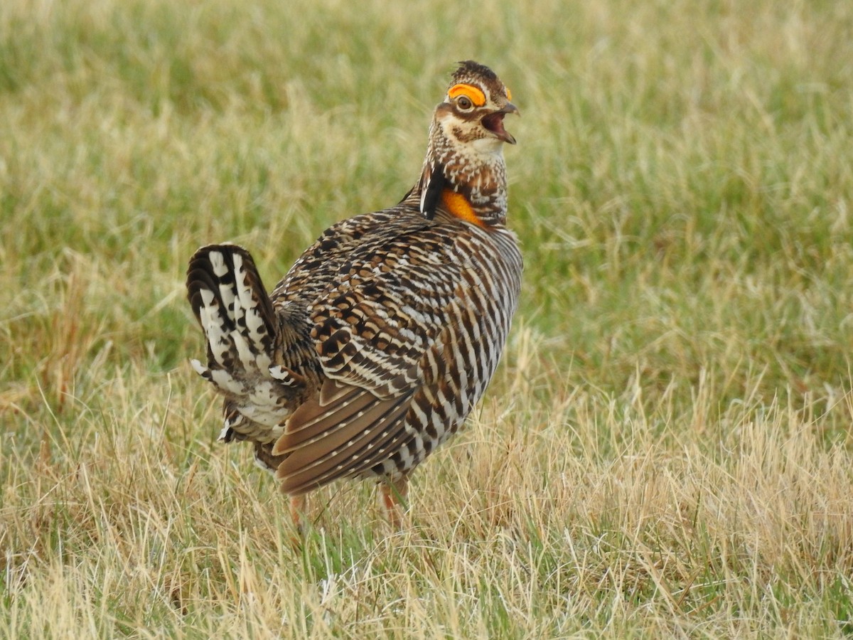 Greater Prairie-Chicken - ML624605451