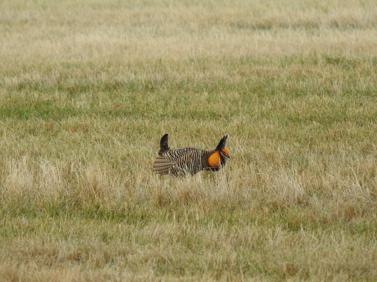 Greater Prairie-Chicken - ML624605492