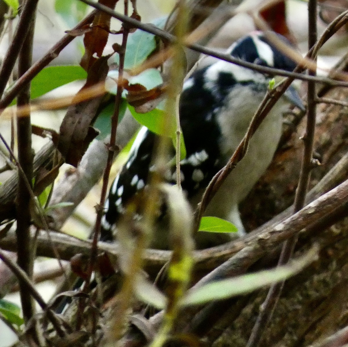 Downy Woodpecker - ML624605504