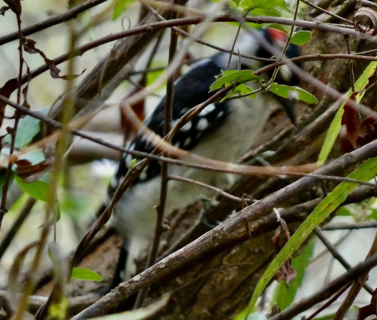 Downy Woodpecker - ML624605505