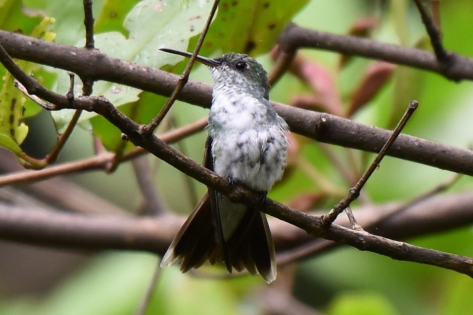 Colibri de Cuvier - ML624605580