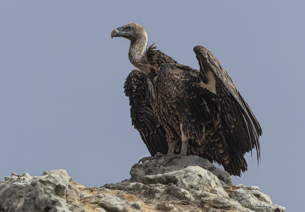 Rüppell's Griffon - ML624605583