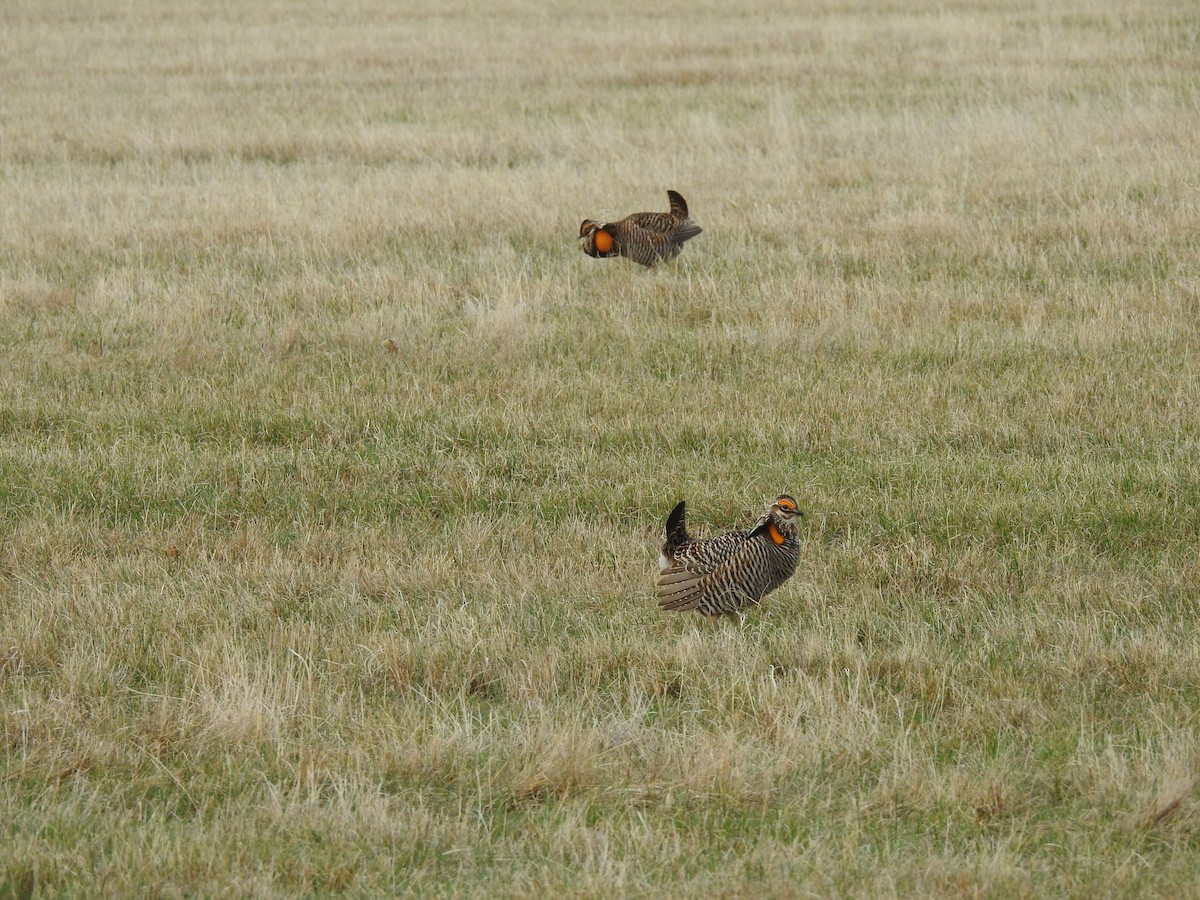 Greater Prairie-Chicken - ML624605584