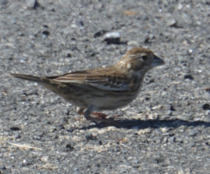 Lark Bunting - ML624605619