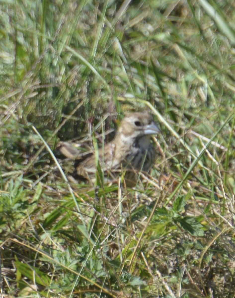 Lark Bunting - ML624605620