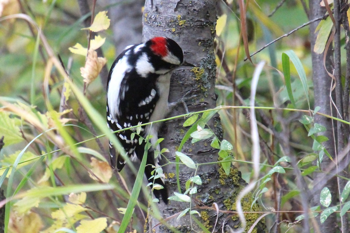 Downy Woodpecker - ML624605682