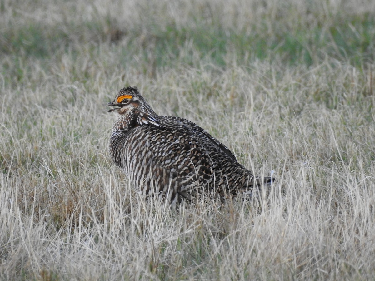 Greater Prairie-Chicken - ML624605845