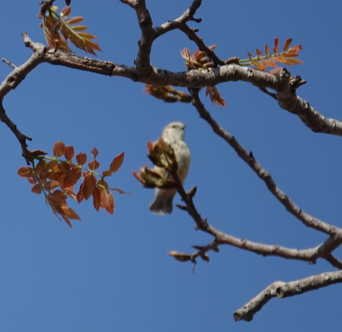 African Penduline-Tit - ML624605853