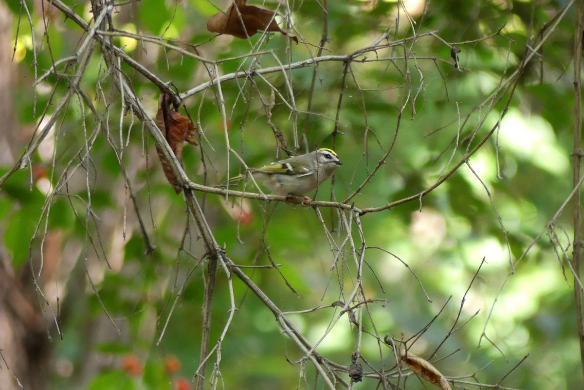 Golden-crowned Kinglet - ML624605860