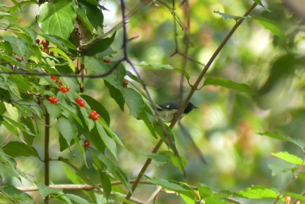 Black-throated Blue Warbler - ML624605884