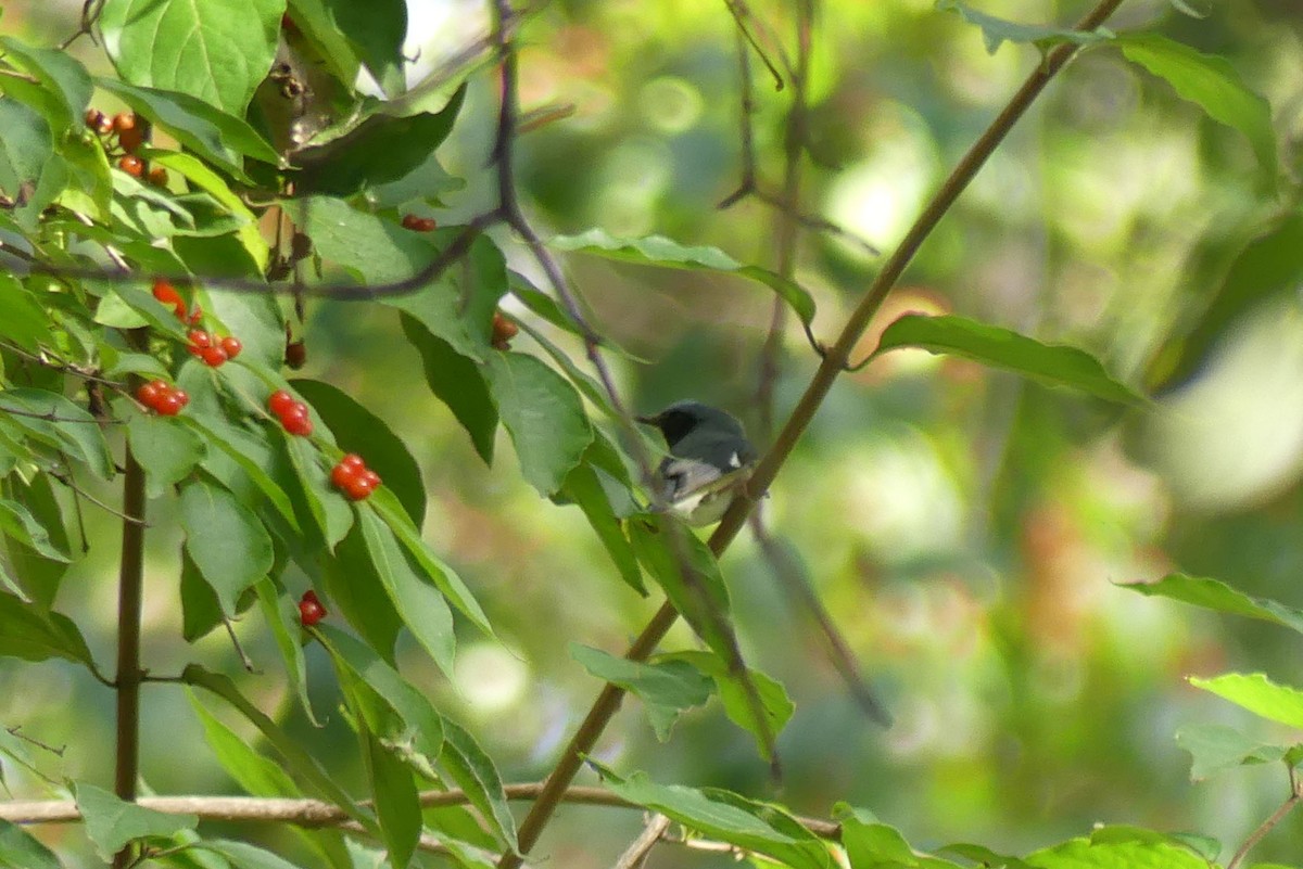 Black-throated Blue Warbler - ML624605885