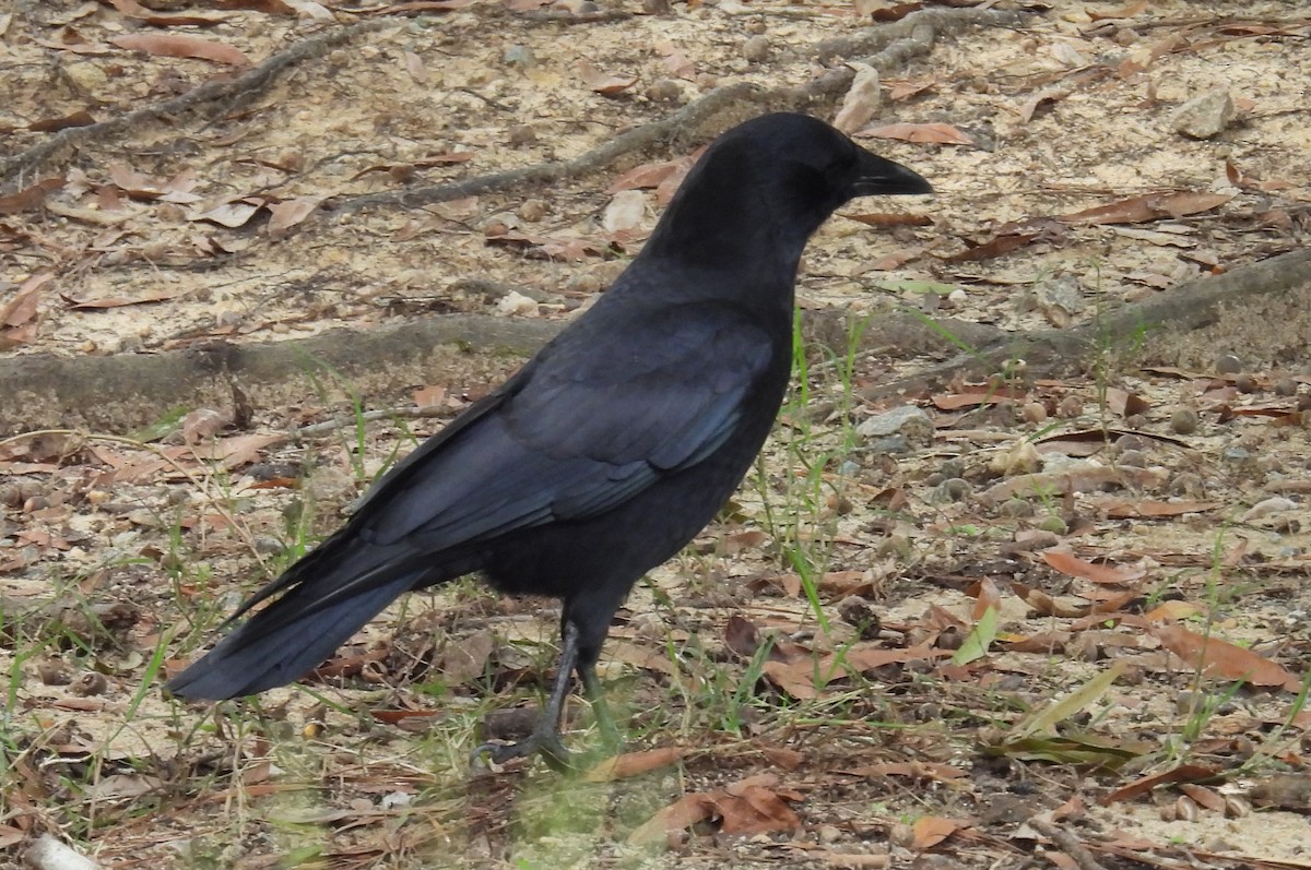 American Crow - ML624606030