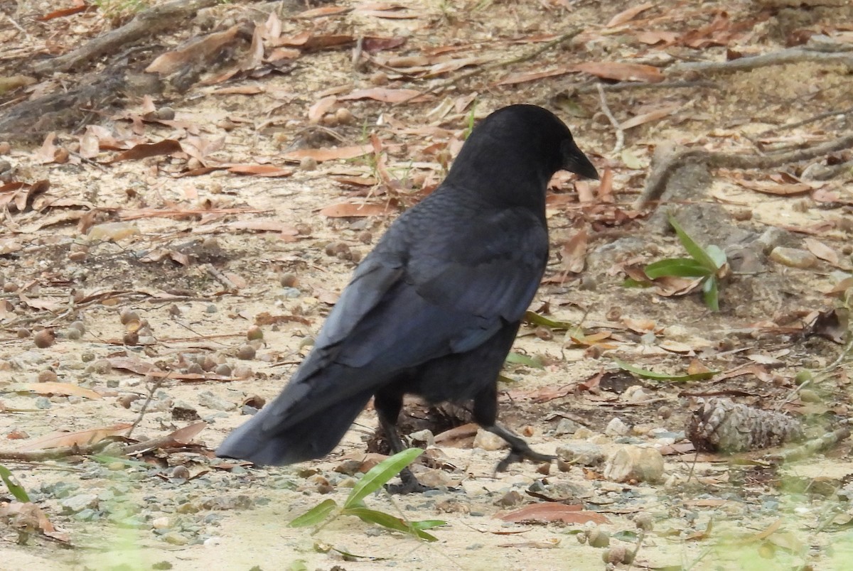 American Crow - ML624606031