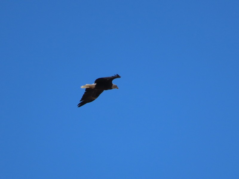 Bald Eagle - ML624606134