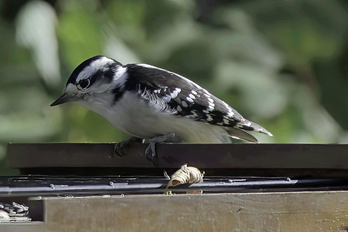 Downy Woodpecker - ML624606150