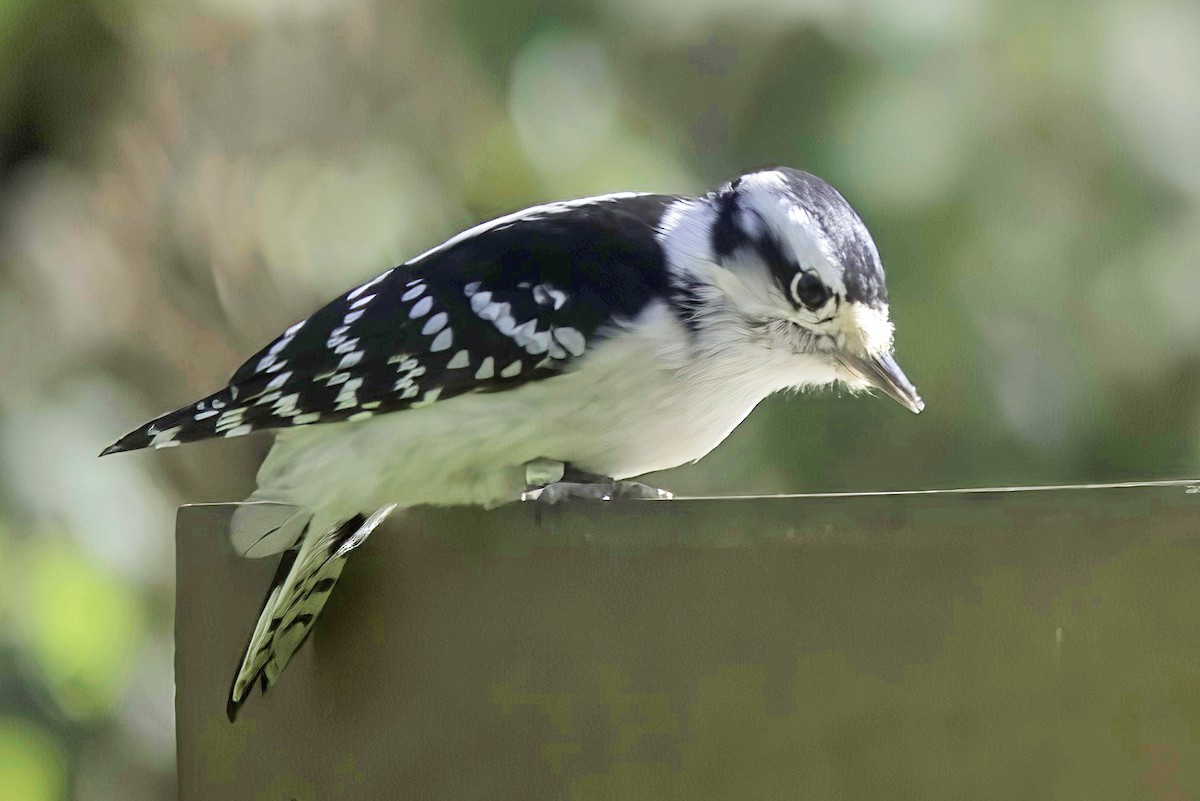 Downy Woodpecker - ML624606151