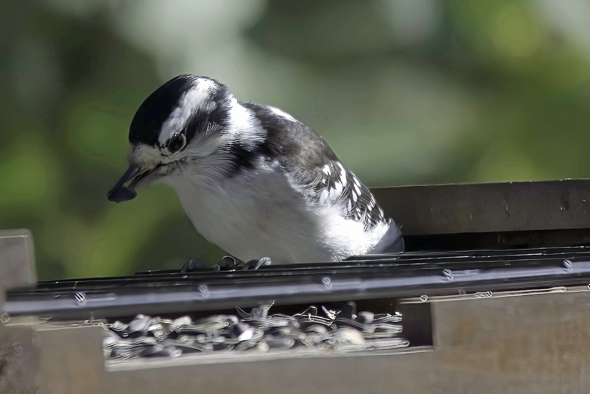 Downy Woodpecker - ML624606152