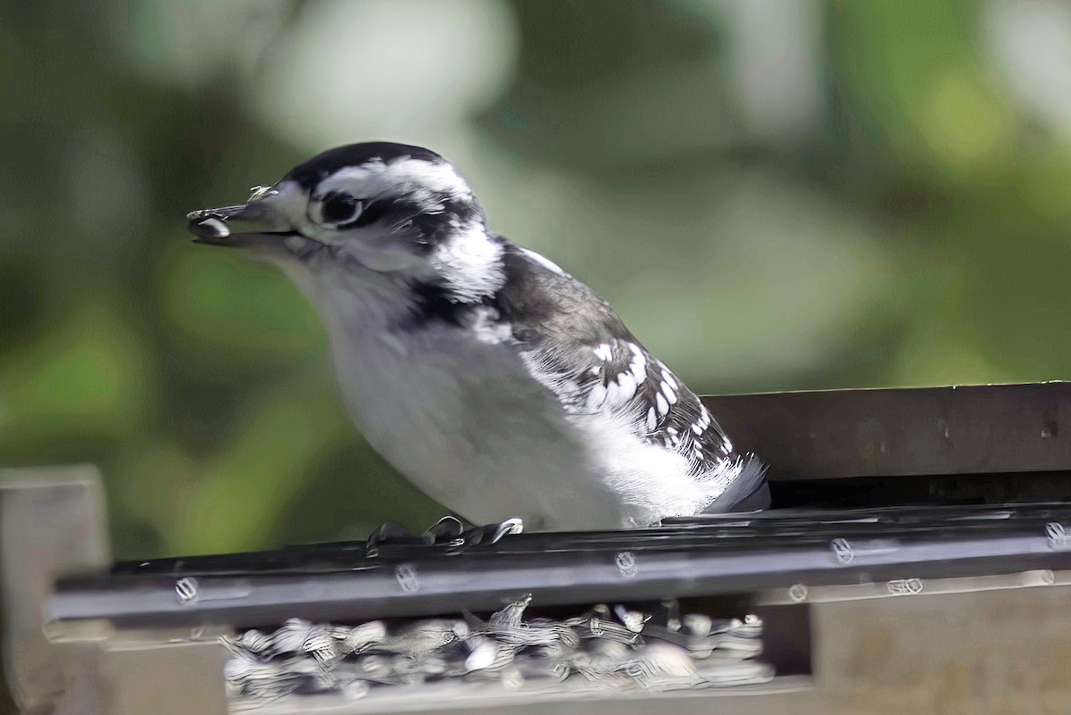 Downy Woodpecker - ML624606153