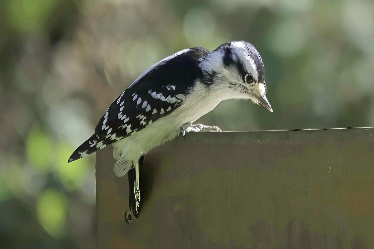 Downy Woodpecker - ML624606154