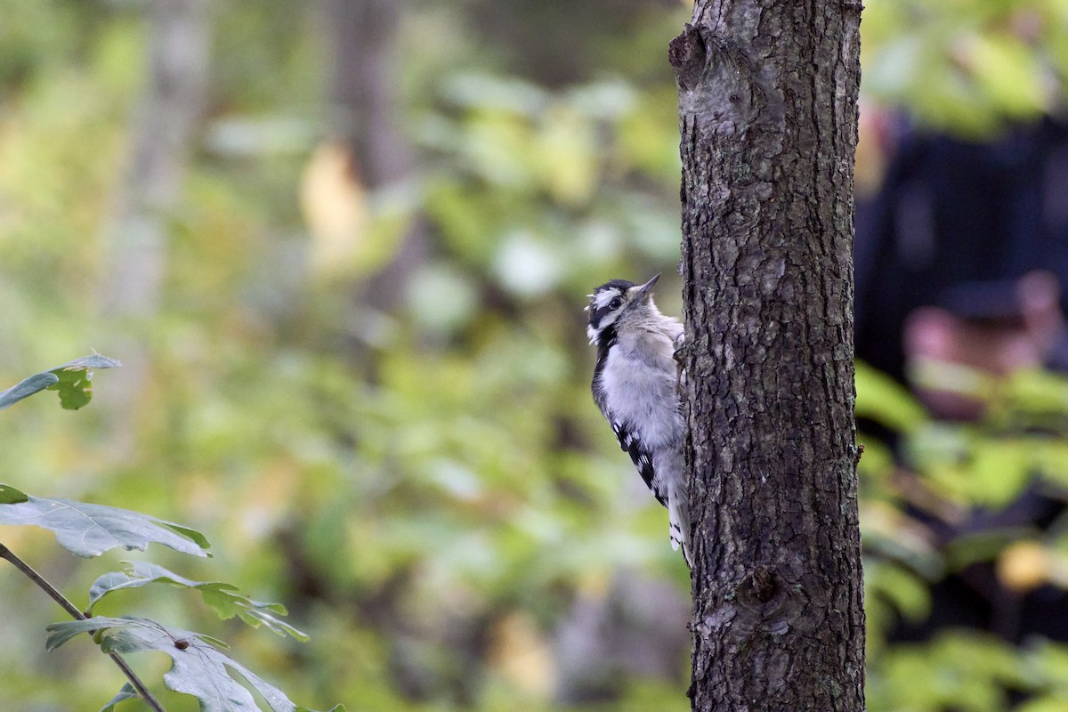 Downy Woodpecker (Eastern) - ML624606190