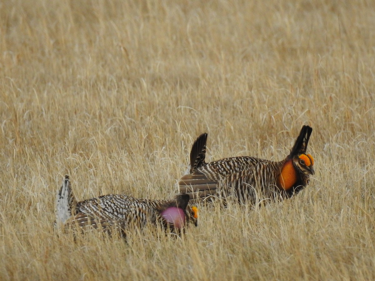 Greater Prairie-Chicken - ML624606227