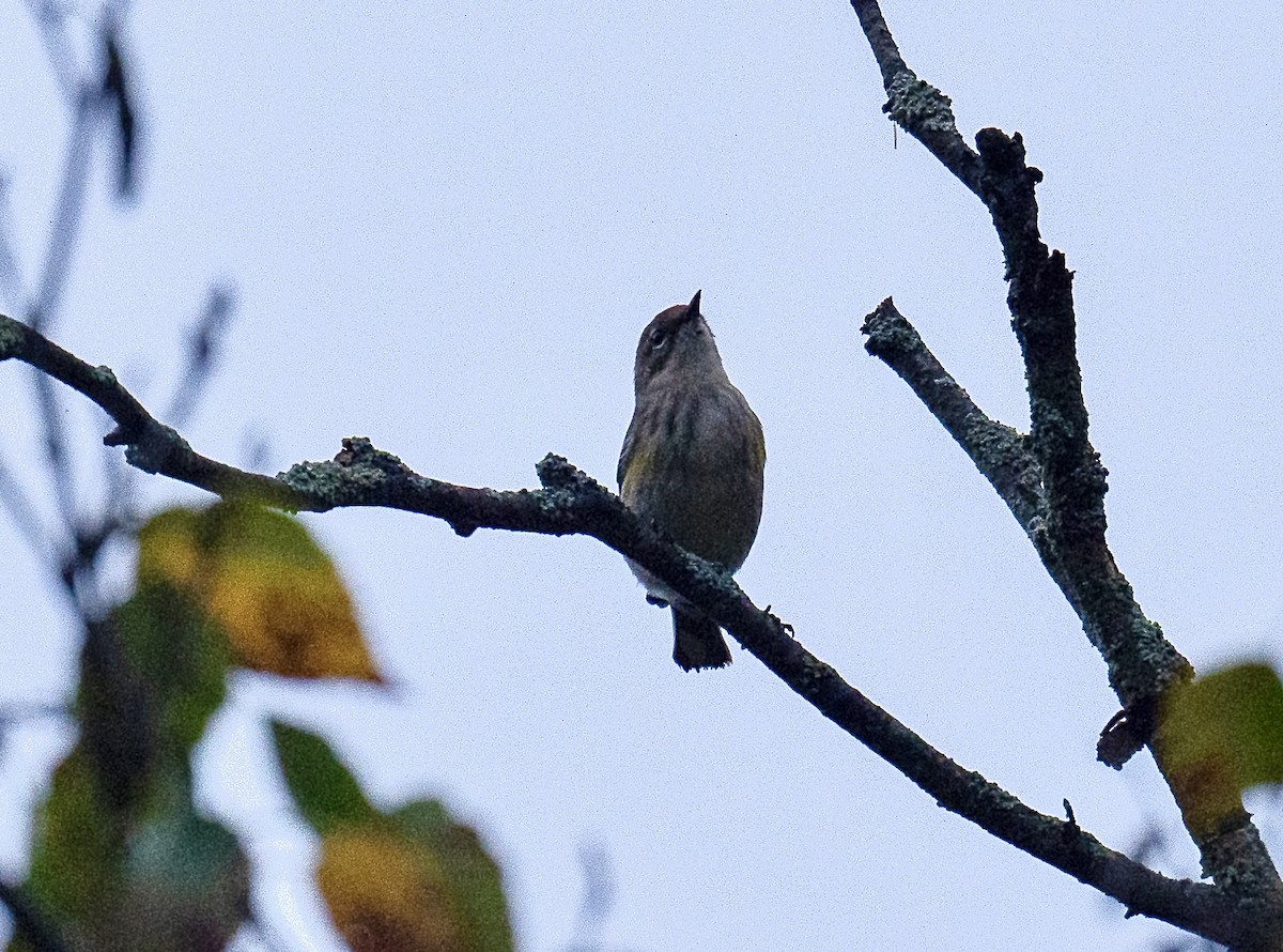 Yellow-rumped Warbler - ML624606420