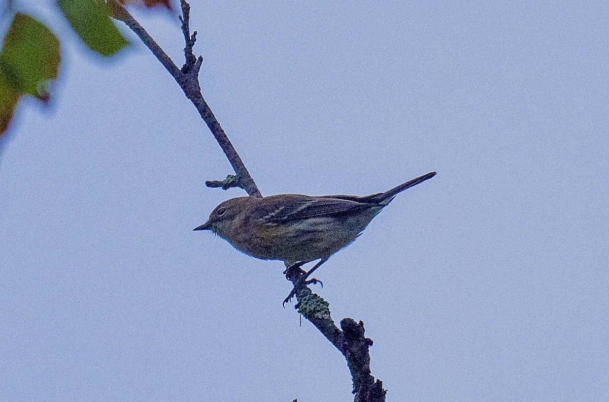Yellow-rumped Warbler - ML624606425