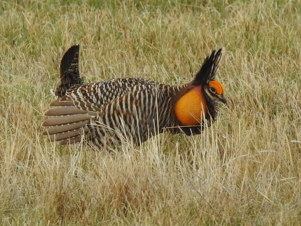 Greater Prairie-Chicken - ML624606466