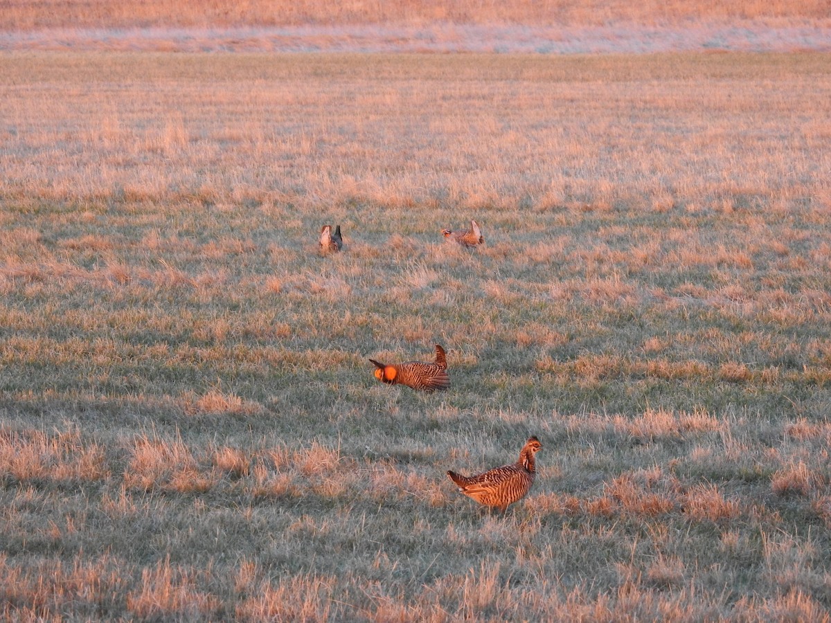 Greater Prairie-Chicken - ML624606513