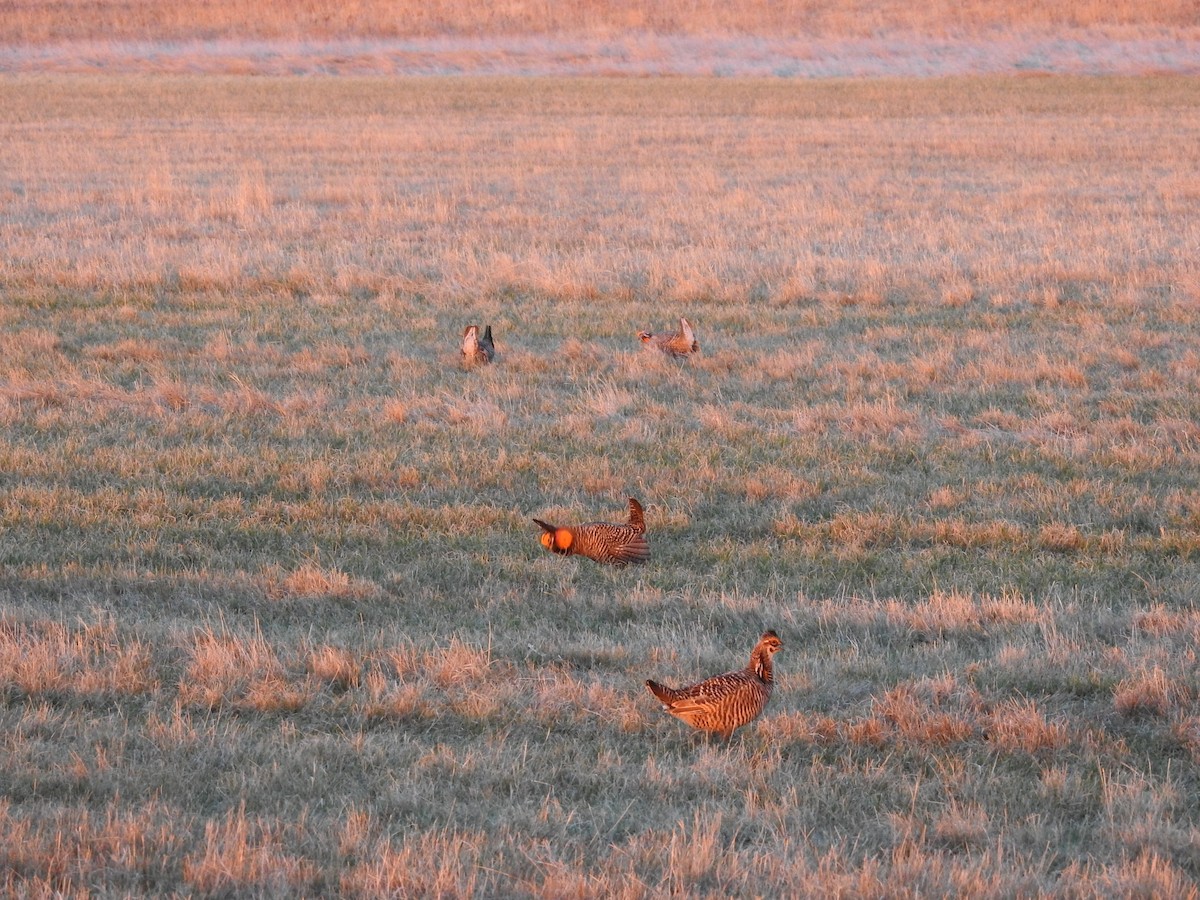 Tétras des prairies - ML624606513