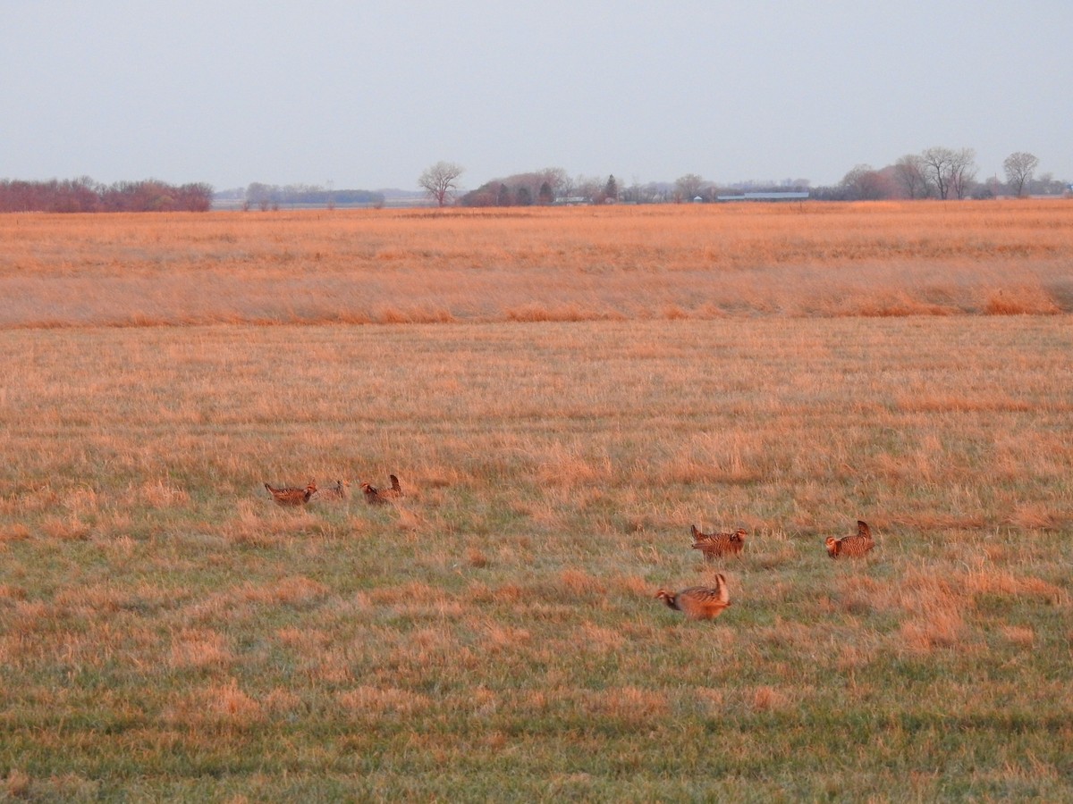 Greater Prairie-Chicken - ML624606517